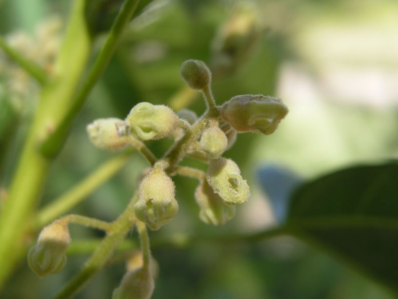 Sterculia quadrifida - Red-fruited Kurrajong, Peanut Tree