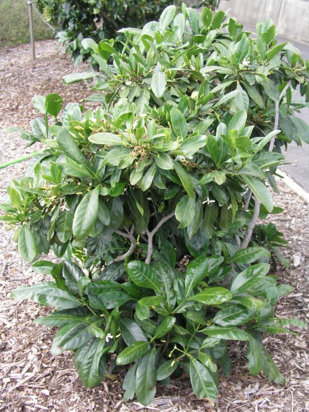 Atractocarpus fitzalanii - brown gardenia, orange randia, yellow ...