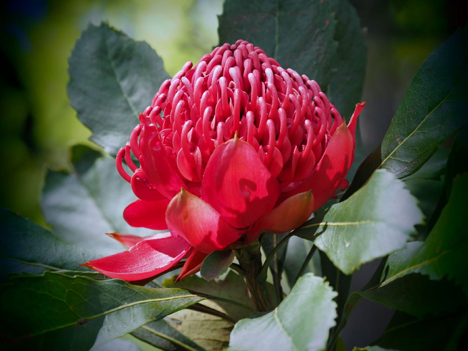 Telopea speciosissima - Waratah