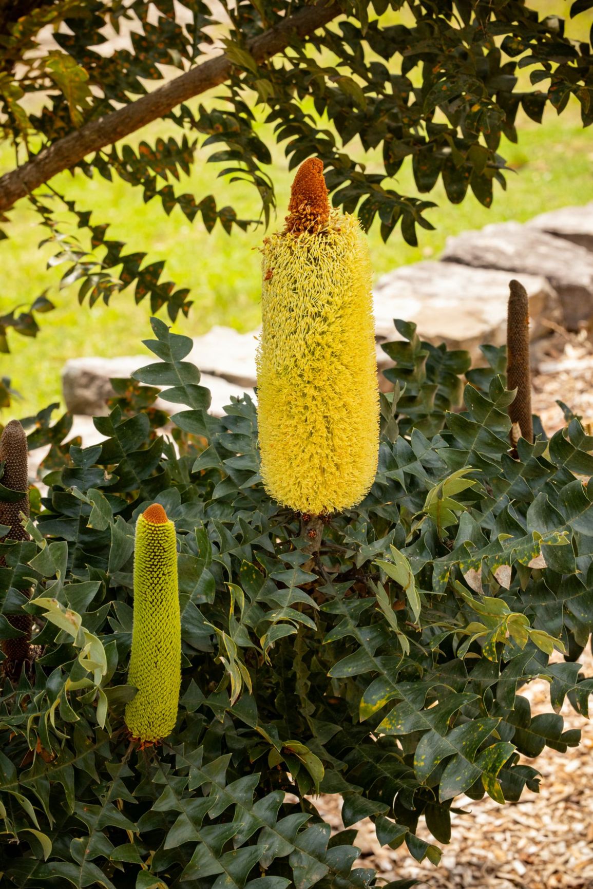 Banksia grandis - Giant Banksia, Bull Banksia