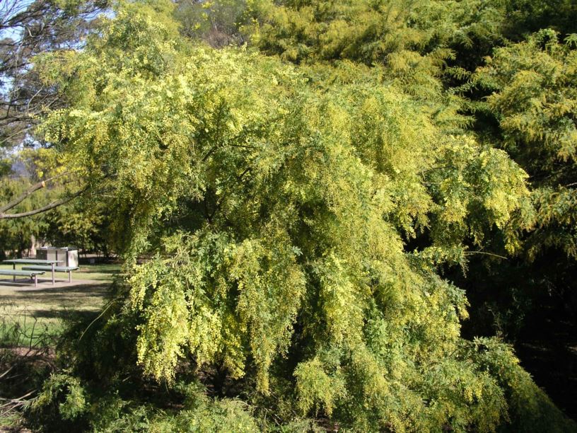 Acacia pubescens - Downy Wattle, Hairy-stemmed Wattle