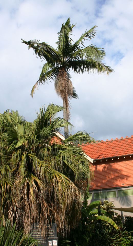 Archontophoenix cunninghamiana - Bangalow Palm, piccabeen palm