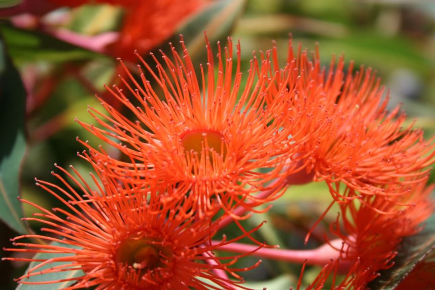 Corymbia ficifolia 'Orange Splendour'