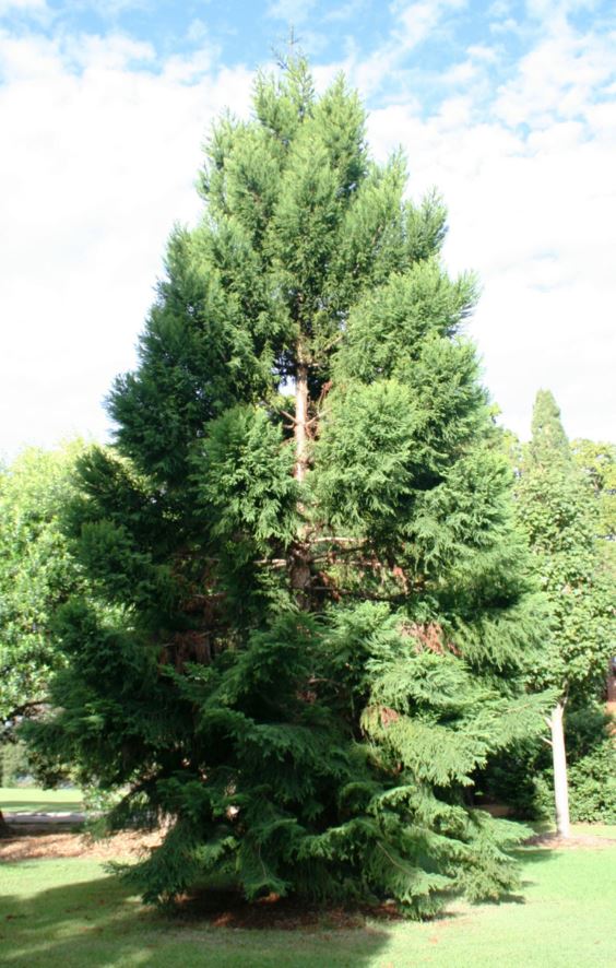 Araucaria cunninghamii - Hoop Pine