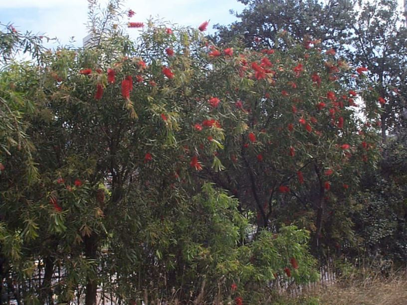 Callistemon 'Kings Park Special' - Bottlebrush